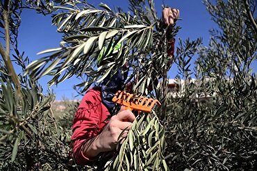Israel weist 32 ausländische Aktivisten wegen Unterstützung Bauern Palästinas