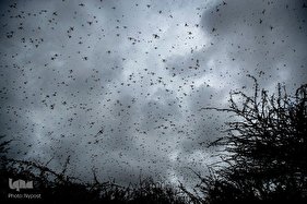 هجوم ملخ‌ها به کنیا