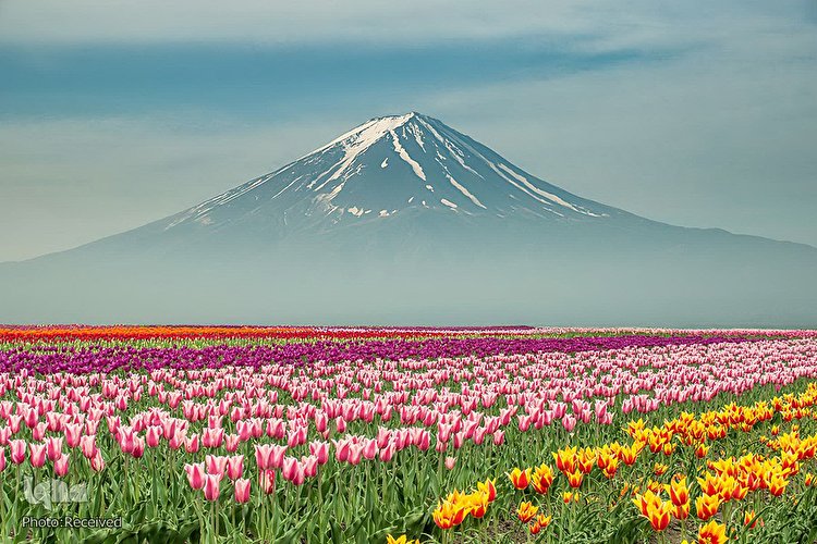 آیه‌های آفرینش به رسم بهار