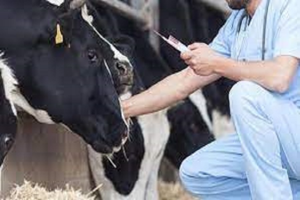 ستاد اجرایی فرمان امام ایلام، واکسیناسیون دام